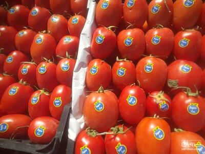 فروش گوجه فرنگی متین