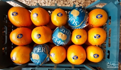 فروش پرتقال تامسون
