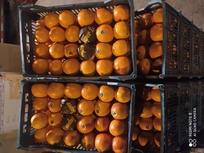 فروش پرتقال تامسون