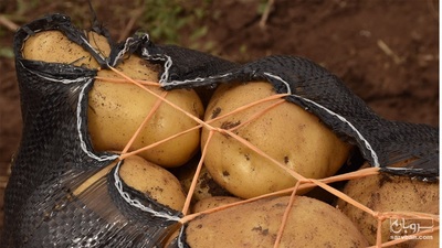 فروش سیب زمینی آگریا