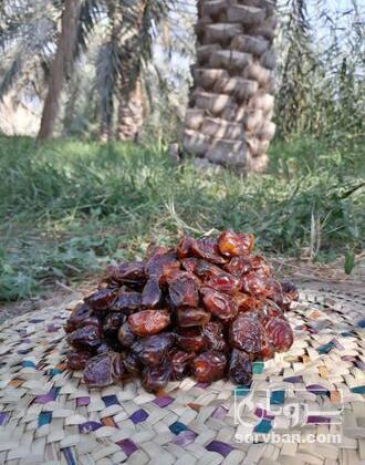 فروش خرمای برحی