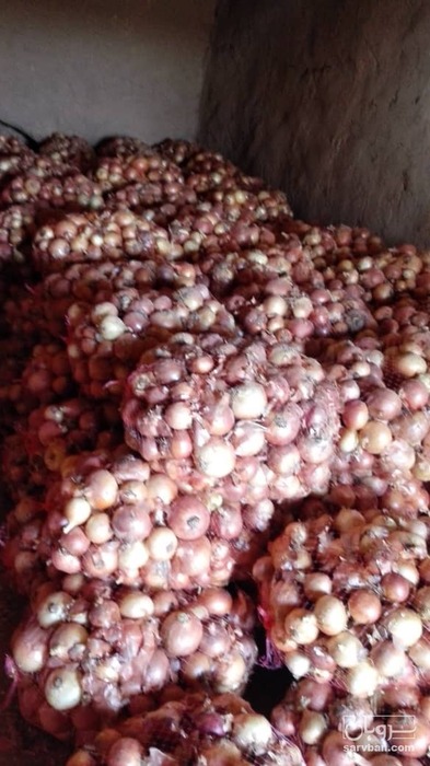 فروش پیاز زرد