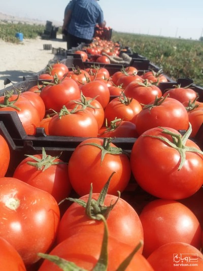 فروش گوجه فرنگی4129