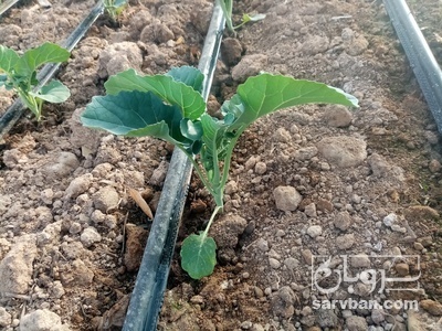 فروش کلم بروکلی