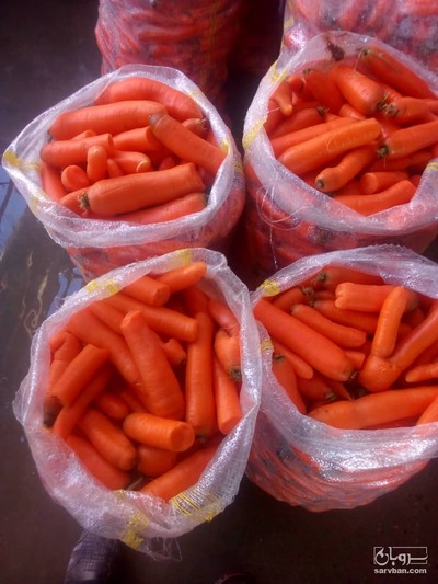 فروش هویج نیمه شکسته اقلید