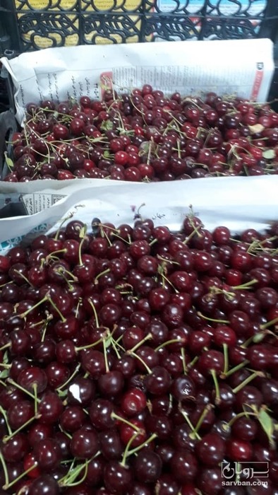 فروش آلبالو