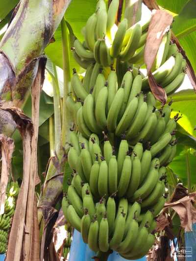 فروش موز هندی