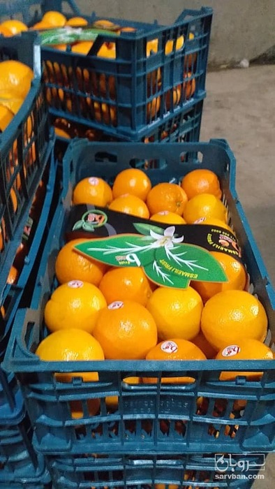 فروش پرتقال تامسون