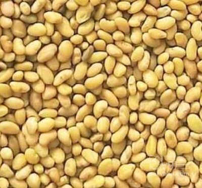 فروش بذر یونجه اسپرس