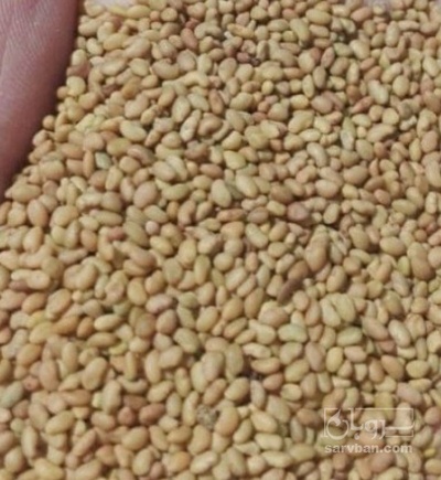 فروش بذر شنبلیله