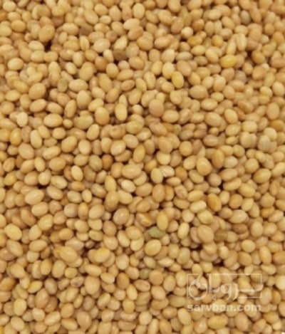 فروش بذر یونجه پایه بلند