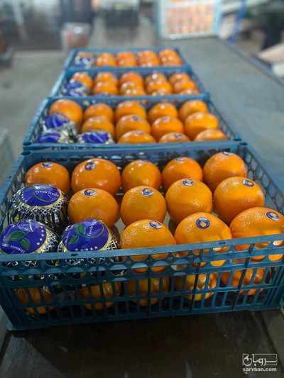 فروش پرتقال