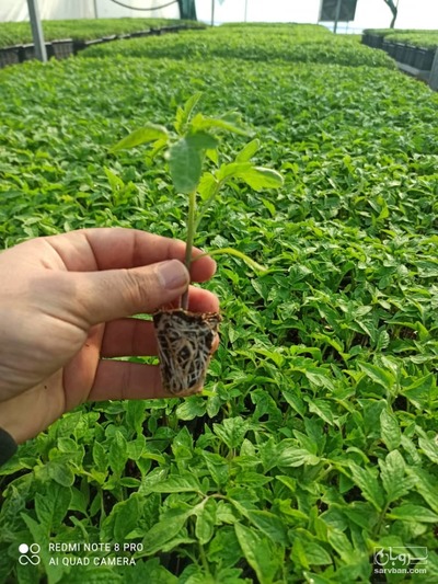 فروش نشا طالبی