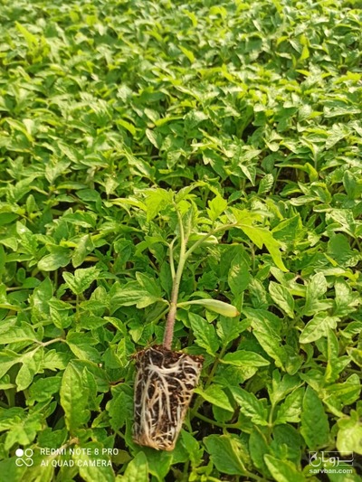 فروش نشا گوجه فرنگی