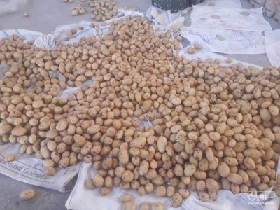 فروش سیب زمینی جلی