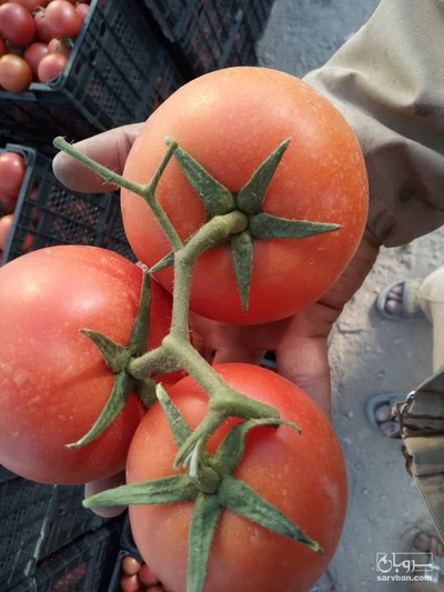 فروش گوجه فرنگی دافنیس