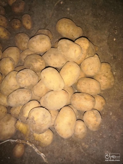 فروش سیب زمینی