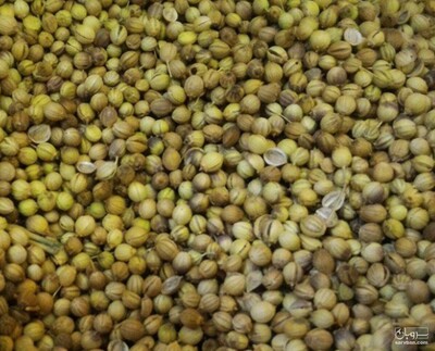 فروش تخم گشنیز