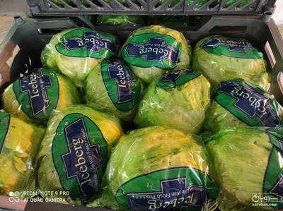 فروش کاهو آیسبرگ