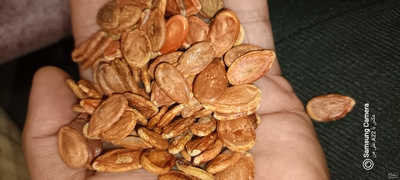 فروش تخمه هندوانه خام