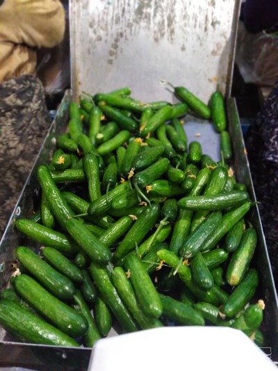 فروش خیار نگین