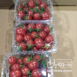 فروش گوجه فرنگی گیلاسی 4129