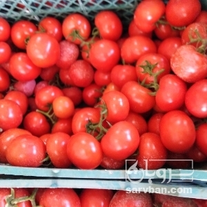 فروش گوجه فرنگی دافنیس