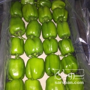 فروش فلفل دلمه ای سبز
