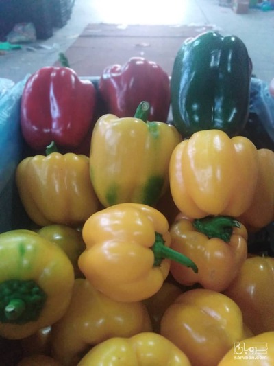 فروش فلفل دلمه ای رنگی
