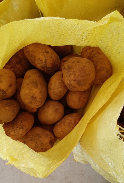 فروش سیب زمینی آگریا