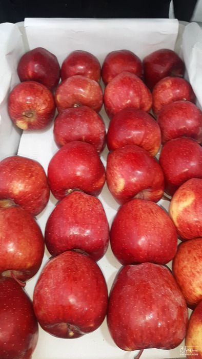 فروش سیب قرمز پادنا