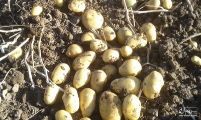 فروش سیب زمینی بذری