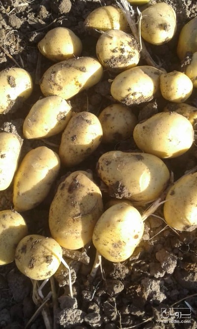 فروش سیب زمینی خوراکی سورت شده