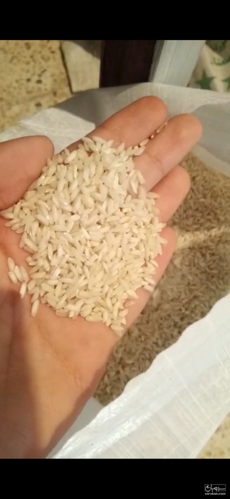 فروش برنج عنبربو
