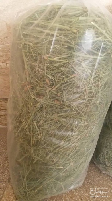 فروش دم اسب