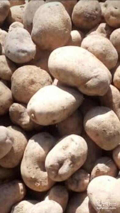فروش سیب زمینی بامبا