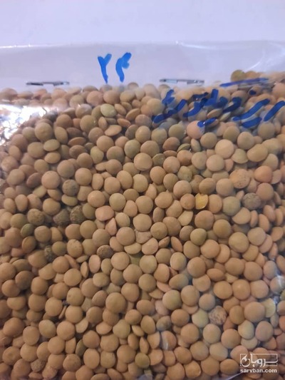 فروش عدس ريز ويكتوريا