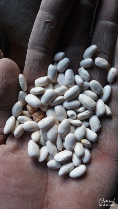 فروش لوبیا سفید