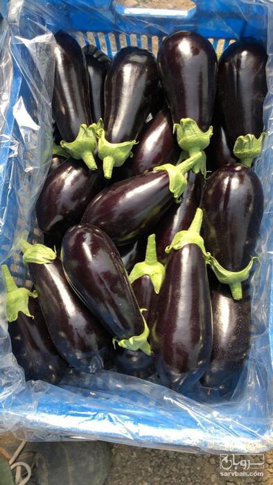 فروش بادمجان