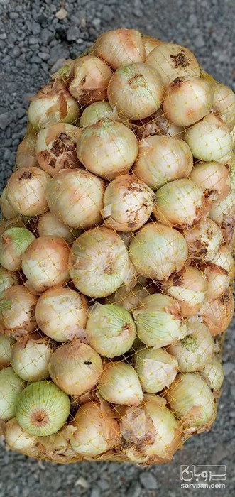 فروش پیاز طلایی