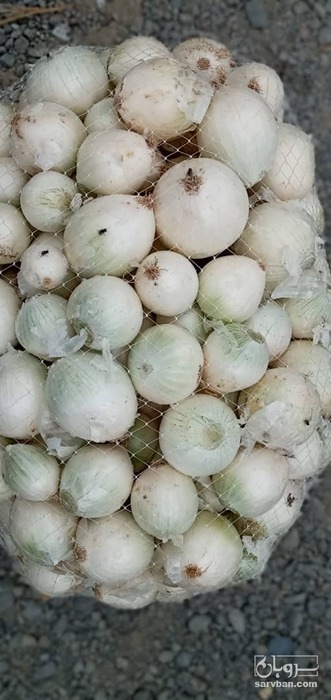 فروش پیاز سفید
