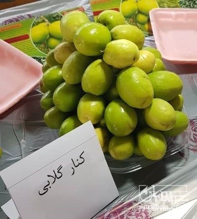 فروش کنار پیوندی گلابی
