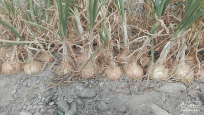 فروش پیاز طلایی