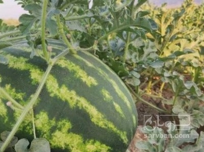 فروش هندوانه گرد