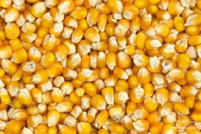 فروش ذرت خوراکی