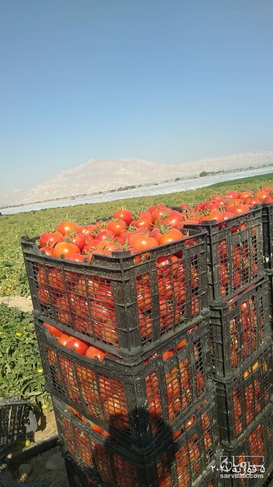 فروش گوجه فرنگی دافنیس