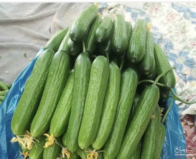 فروش خیار گلخانه