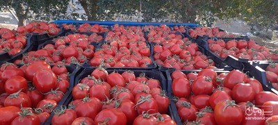 فروش گوجه فرنگی فشنگی 4