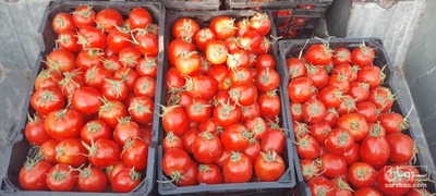 فروش گوجه فرنگی فشنگی