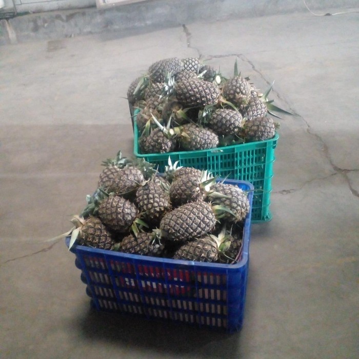 فروش آناناس